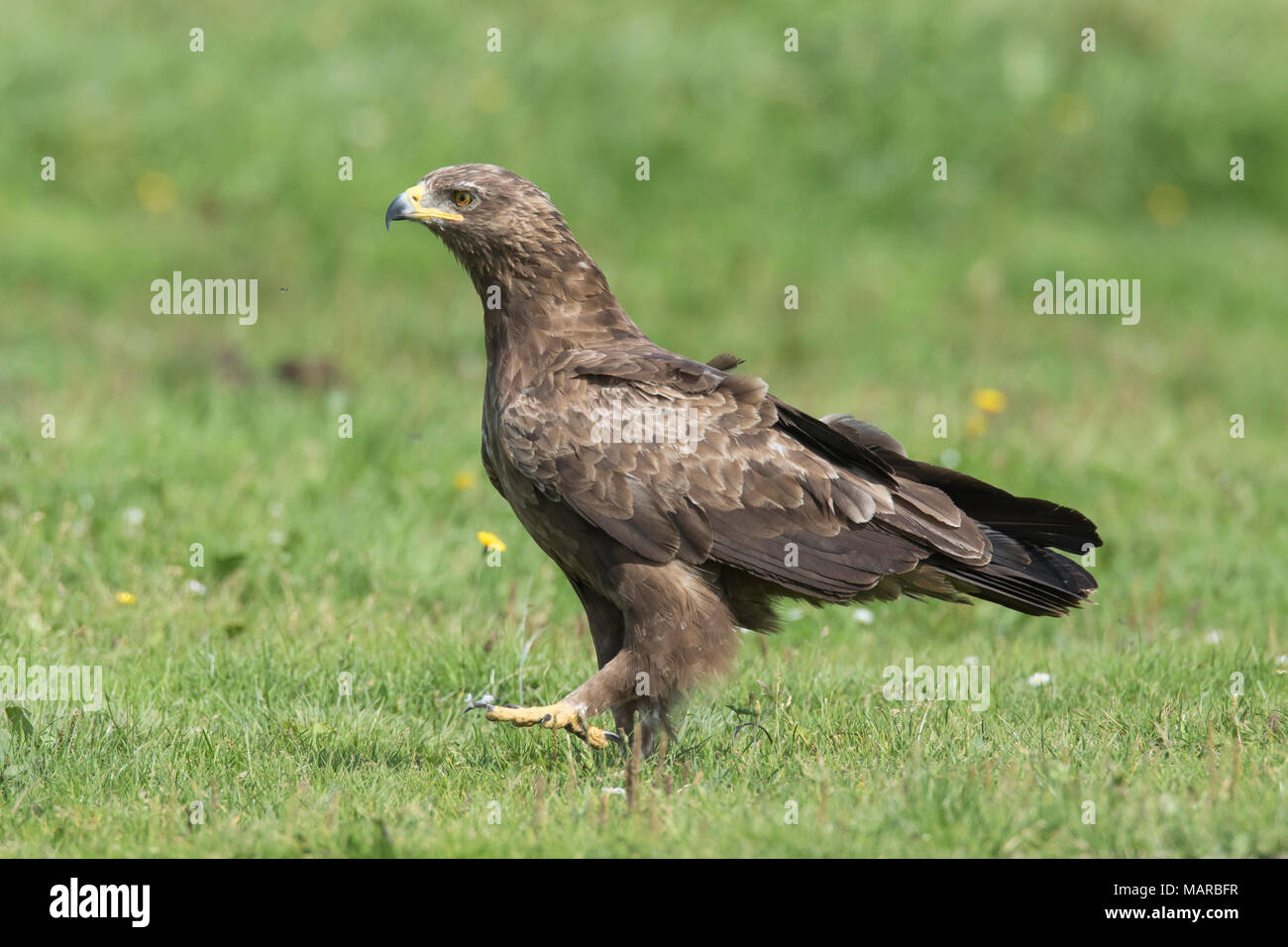 Schreiadler (Aquila pomarina). Erwachsene zu Fuß auf den Boden. Deutschland Stockfoto