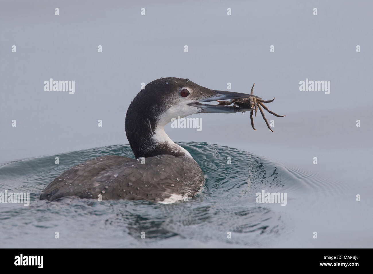 Gemeinsame Eistaucher (Gavia Immer). Nach Vogel im Winter Gefieder schwimmen mit Krabben Beute. Island Stockfoto