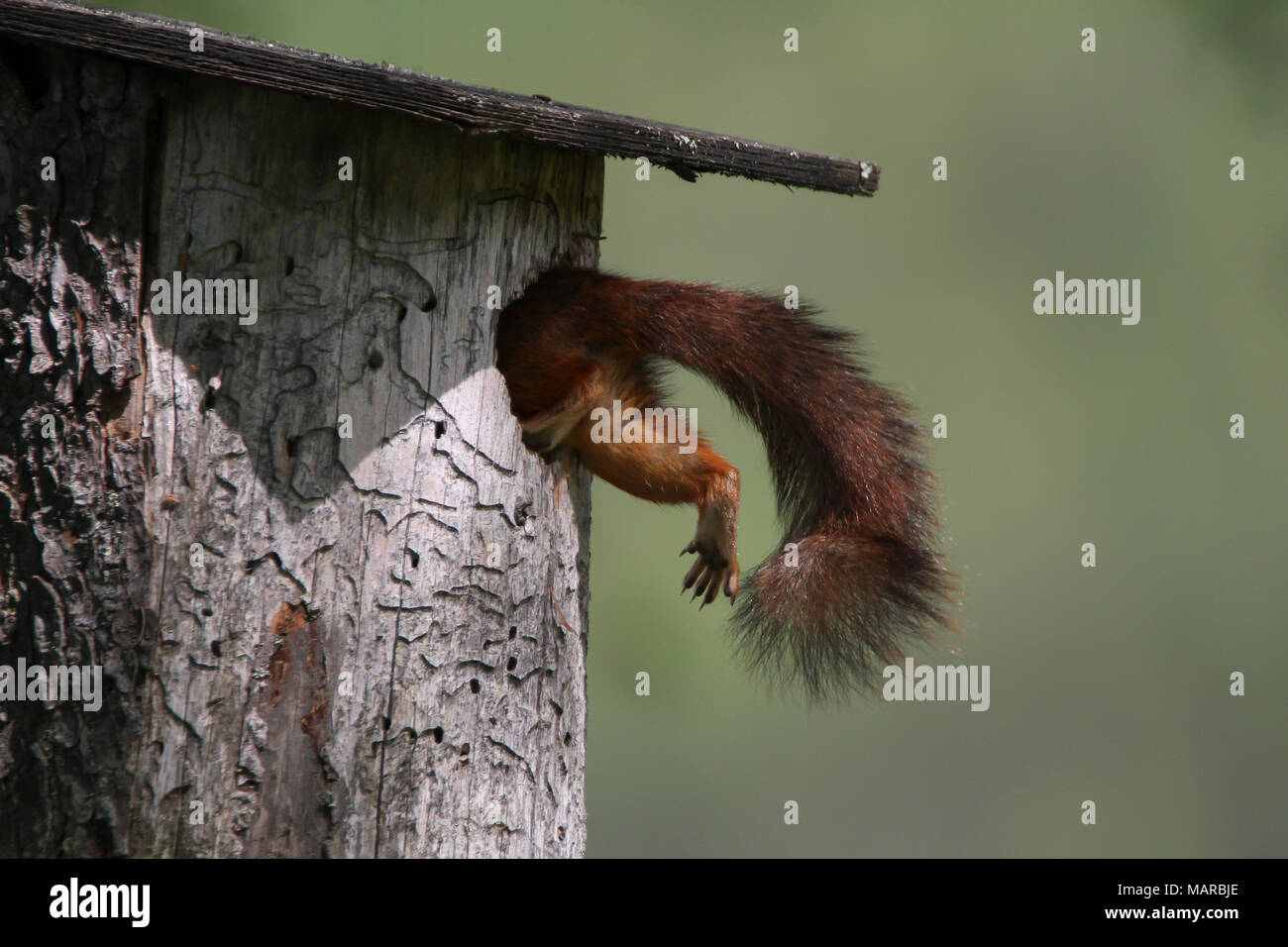 Eichhörnchen (Sciurus vulgaris). Mutter klettern in den Nistkasten. Dalarna, Schweden Stockfoto