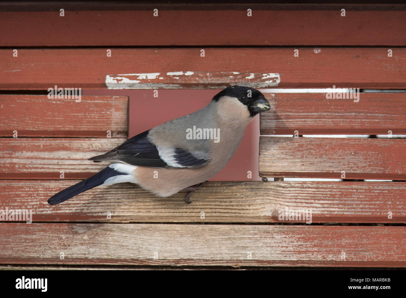 Gimpel (Pyrrhula pyrrhula). Weibliche Futterstelle. Schweden Stockfoto