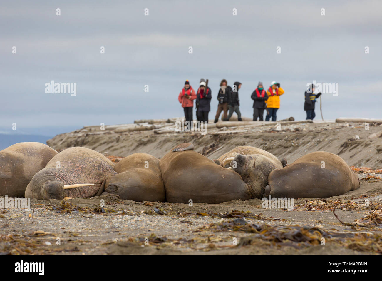 Atlantischen Walross (Odobenus rosmarus). Touristen, die Bilder von walrusses auf einem Strand. Svalbard, Norwegen Stockfoto