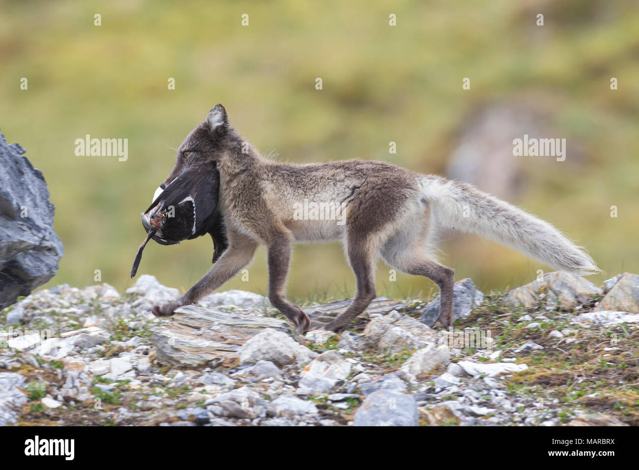 Polarfuchs (Alopex lagopus). In im Sommer tragen Vogel Beute für die jungen Erwachsenen. Svalbard, Norwegen Stockfoto