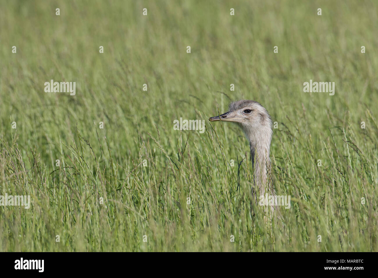 Mehr Nandu (Rhea americana). Erwachsene Frau im hohen Gras. Mecklenburg-vorpommern, Deutschland Stockfoto