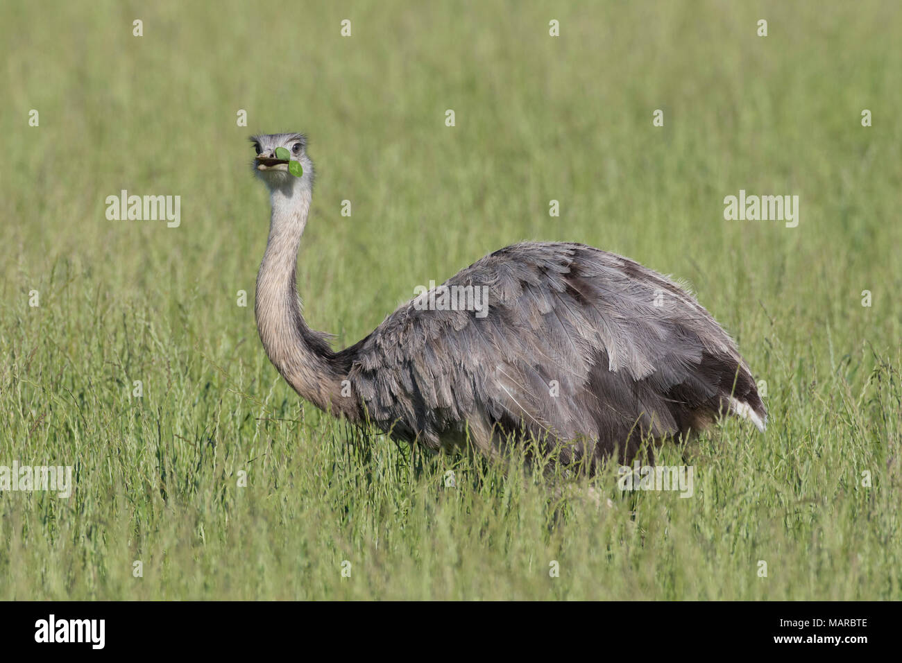 Mehr Nandu (Rhea americana). Erwachsene Frau im Gras. Mecklenburg-vorpommern, Deutschland Stockfoto