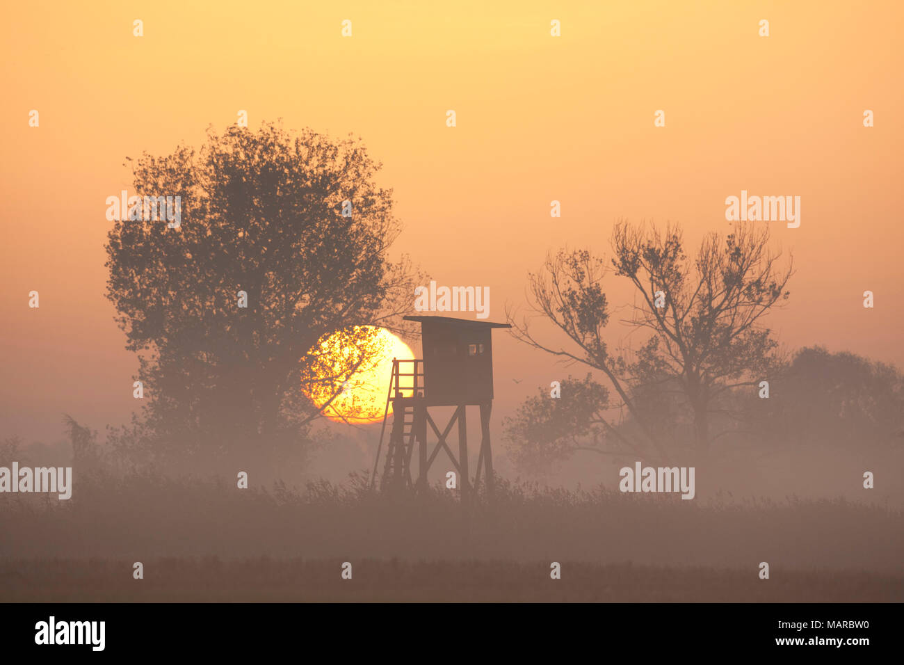 Rehe stehen im Morgennebel bei Sonnenaufgang. Niedersachsen, Deutschland Stockfoto