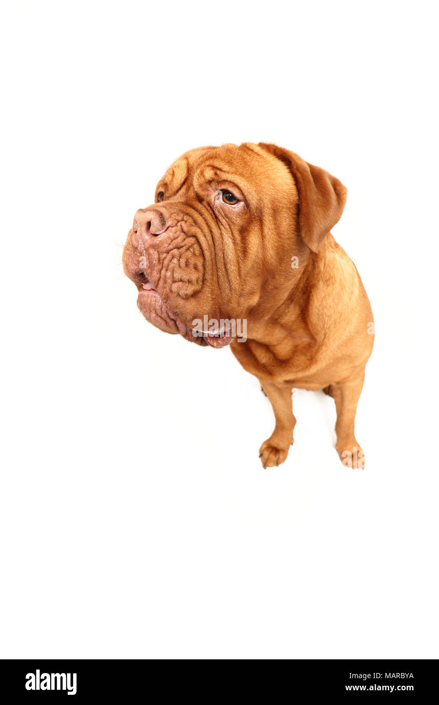 Dogue de Bordeaux, Bordeaux Dogge. Erwachsenen männlichen sitzen. Studio Bild vor einem weißen Hintergrund. Deutschland Stockfoto