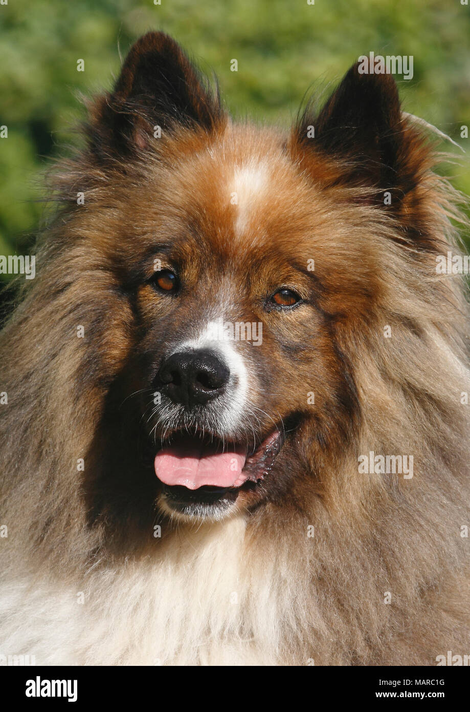 Große Elo. Portrait von erwachsenen Männchen (5 Jahre alt). Deutschland Stockfoto