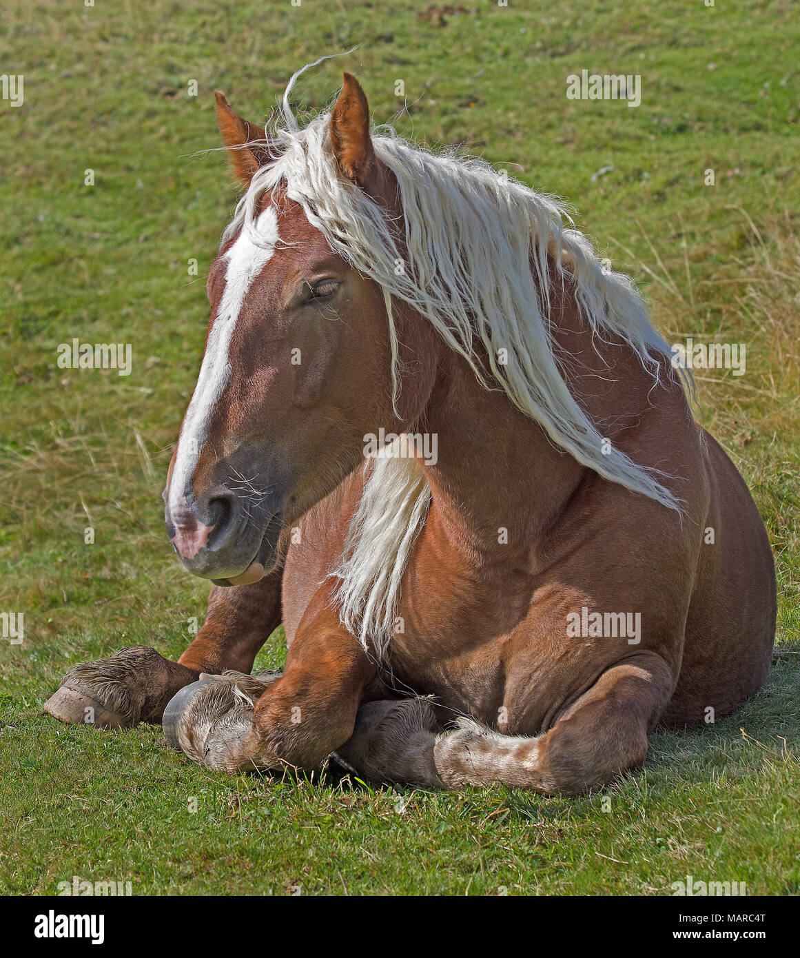 Entwurf eines Pferdes. Chestnut erwachsener liegen auf einer Weide. Italien Stockfoto