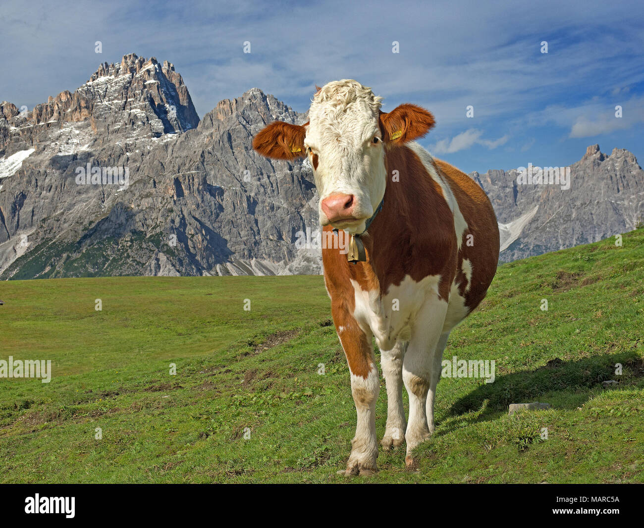 Hausrinder, Fleckvieh. Juvenile Kuh auf eine Almwiese mit Dreischusterspitze im Hintergrund. Naturpark Sextner Dolomiten, Südtirol, Italien Stockfoto