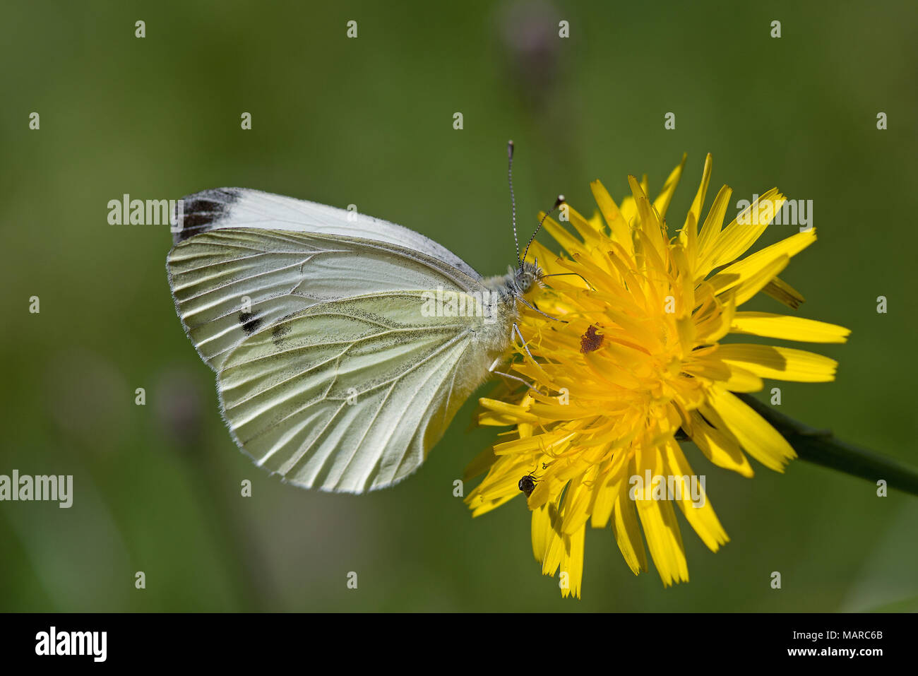 Große Weiße (Pieris brassicae) Ernährung von einem Hawksbeard Blume (Crepis sp.). Deutschland Stockfoto