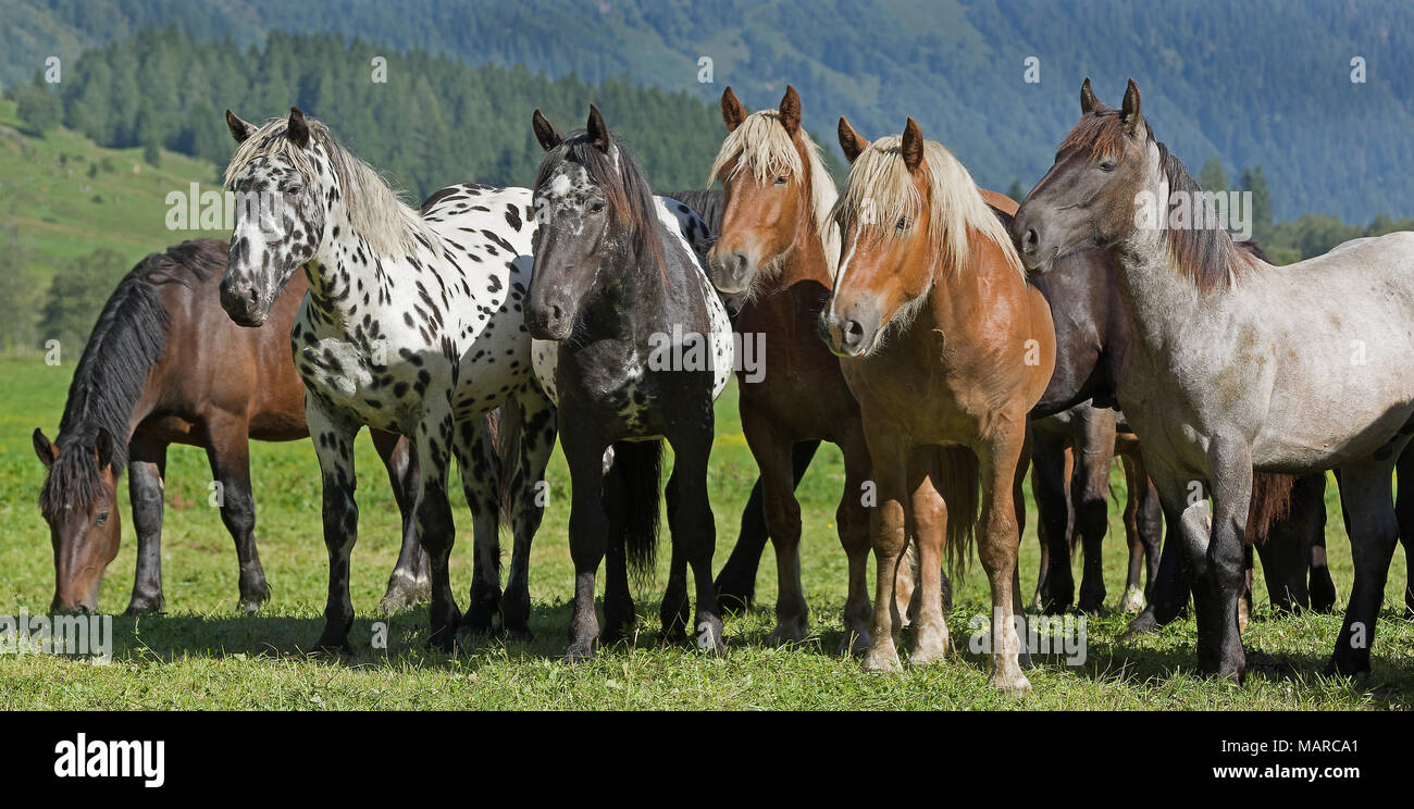 Noriker Pferd. Herde von Jungen (2 Jahre alt) auf eine Almwiese. Österreich Stockfoto