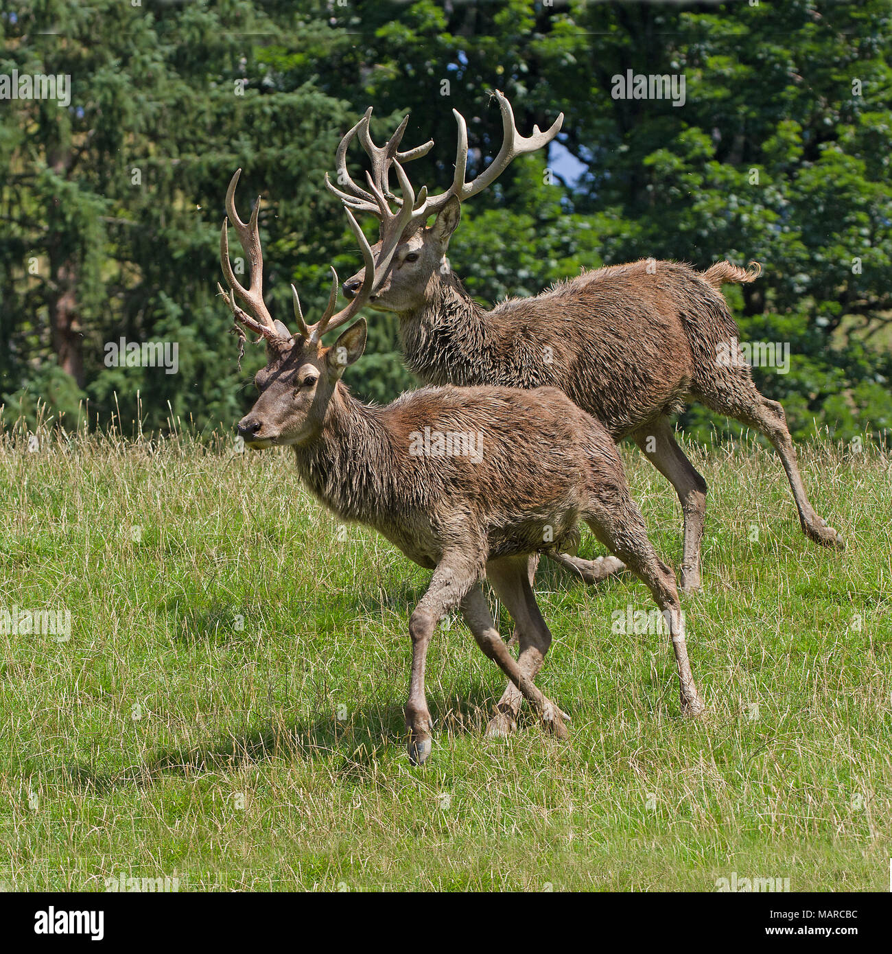 Red Deer (Cervus elaphus). Zwei Hirsche auf eine Almwiese im Sommer laufen hinunter Richtung Tal. Österreich Stockfoto