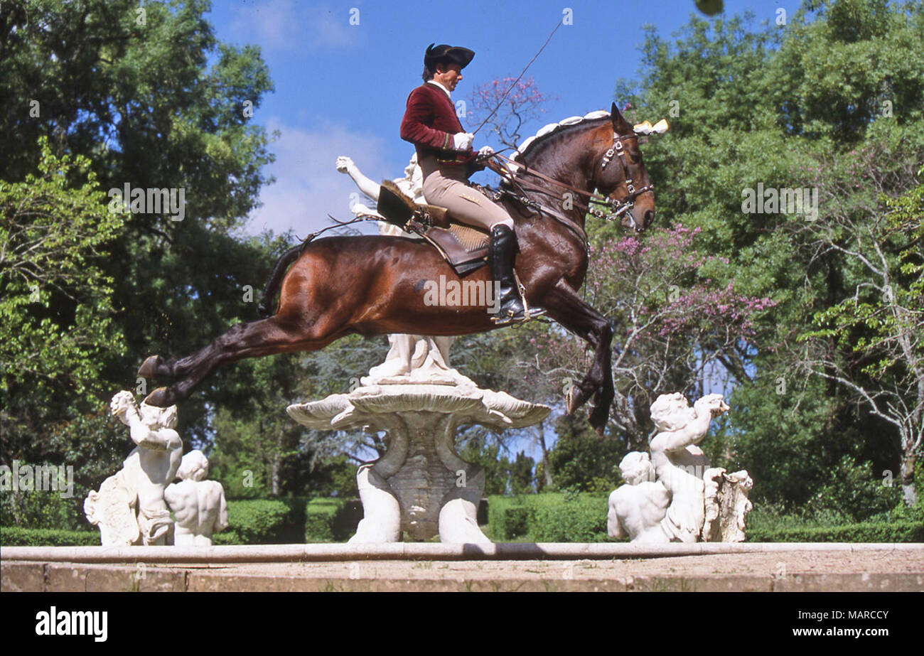 Alter Real. Bay Adult mit Reiter eine kapriole. Portugal Stockfoto