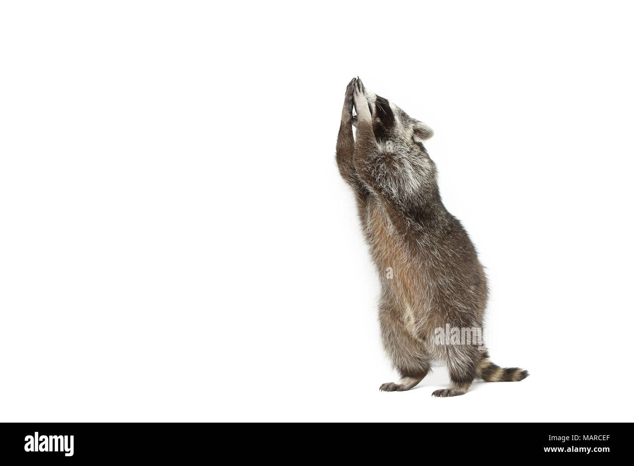 Waschbär (Procyon Lotor). Nach stehend auf seine Hinterbeine. Studio Bild vor einem weißen Hintergrund. Deutschland Stockfoto