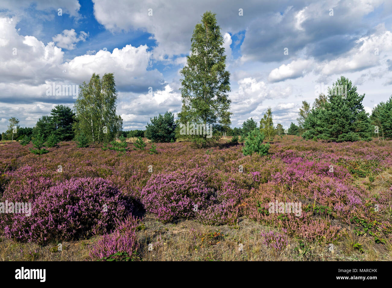 Gemeinsame Heather blühen auf ehemaligen Tagebau Coal Mine. Nochten, Oberlausitz, Sachsen Stockfoto