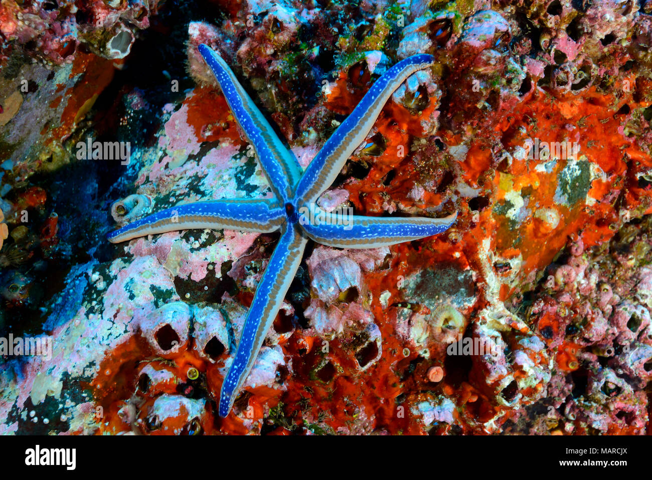 Tan Seesterne (Phataria unifascialis) auf dem Meeresboden. Cocos Island, Costa Rica, Pazifik Stockfoto