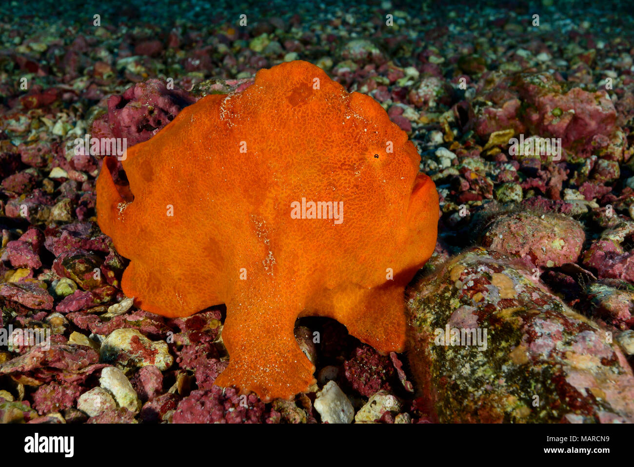 Rote Riesen Anglerfisch (Antennarius commersoni) auf dem Meeresboden. Cocos Island, Costa Rica, Pazifik Stockfoto