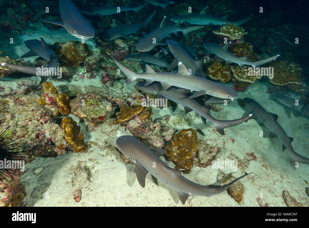 Weißspitzen-Riffhai (Triaenodon obesus). Gruppe schlafen auf dem Meeresboden in der Nacht. Cocos Island, Costa Rica, Pazifik Stockfoto