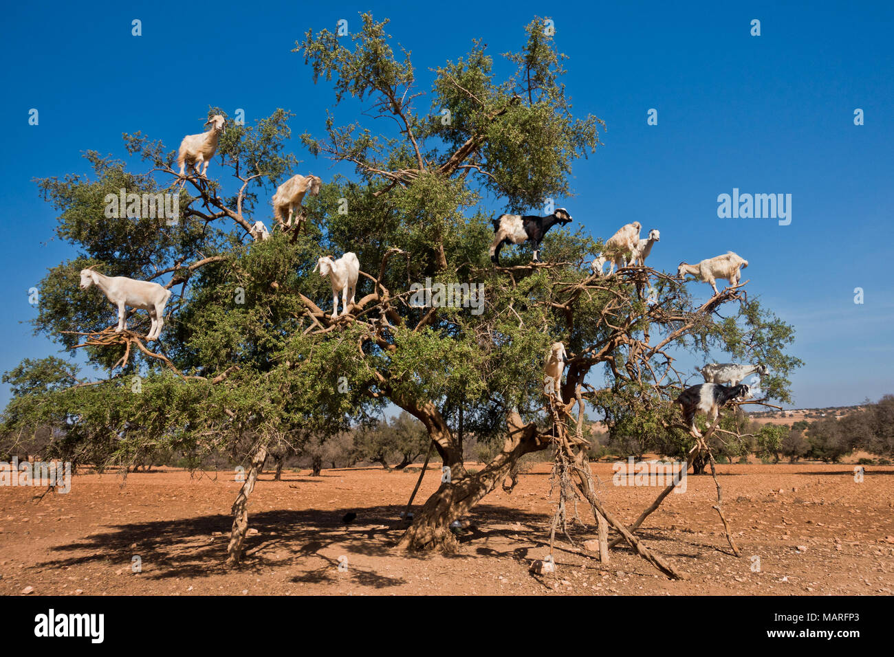 Von Ziegen auf der Arganbaum auf dem Weg nach Essaouira, Marokko kletterte gehört Stockfoto