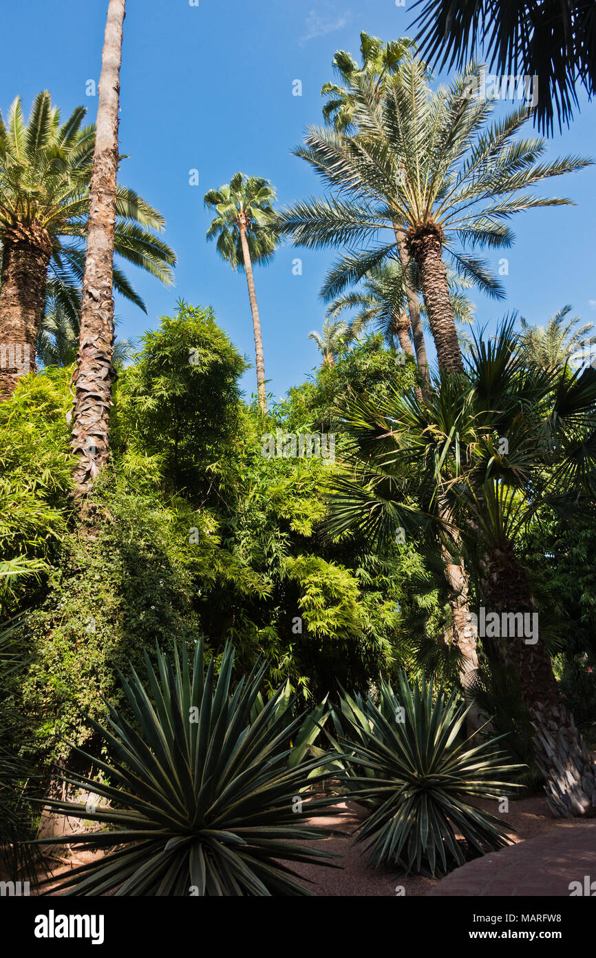 Vielzahl von Palmen und andere Bäume gegen den blauen Himmel im Garten Jardin Majorelle in Marrakesch, Marokko Stockfoto