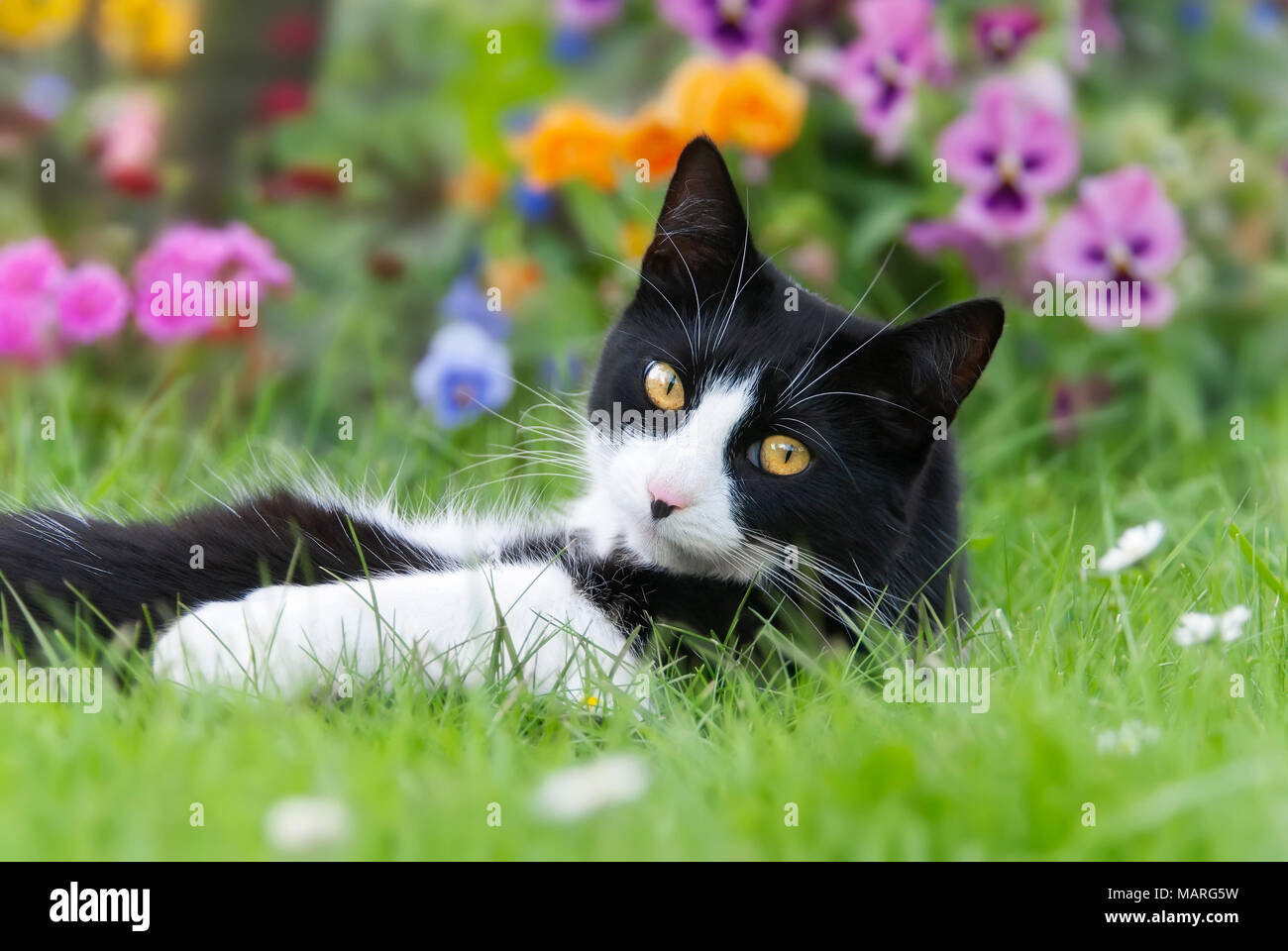 Eine süße Katze, Tuxedo Muster schwarz-weiß Bicolour, Europäisch Kurzhaar,  der lag auf dem Rücken auf der Wiese vor der bunten Blumen und neugierig  Stockfotografie - Alamy