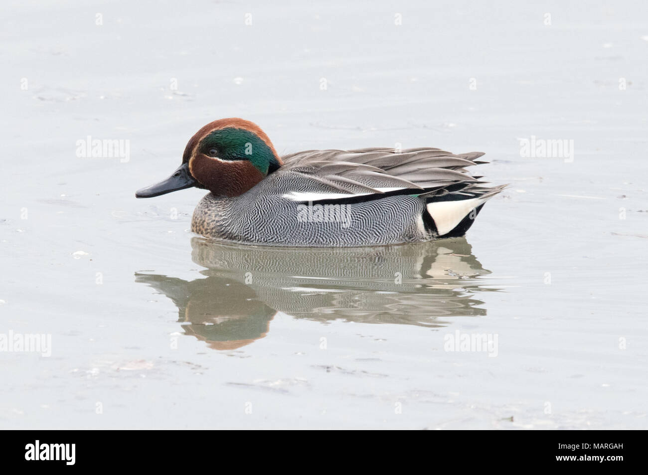 Teal ente Anas crecca Stockfoto