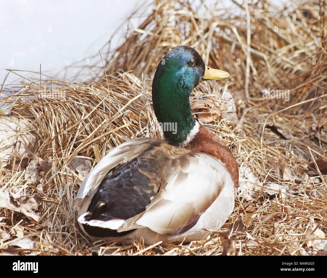 Schöne Stockente Erpel ruhen auf getrocknete Gräser neben gefrorenen Teich im Frühjahr Stockfoto