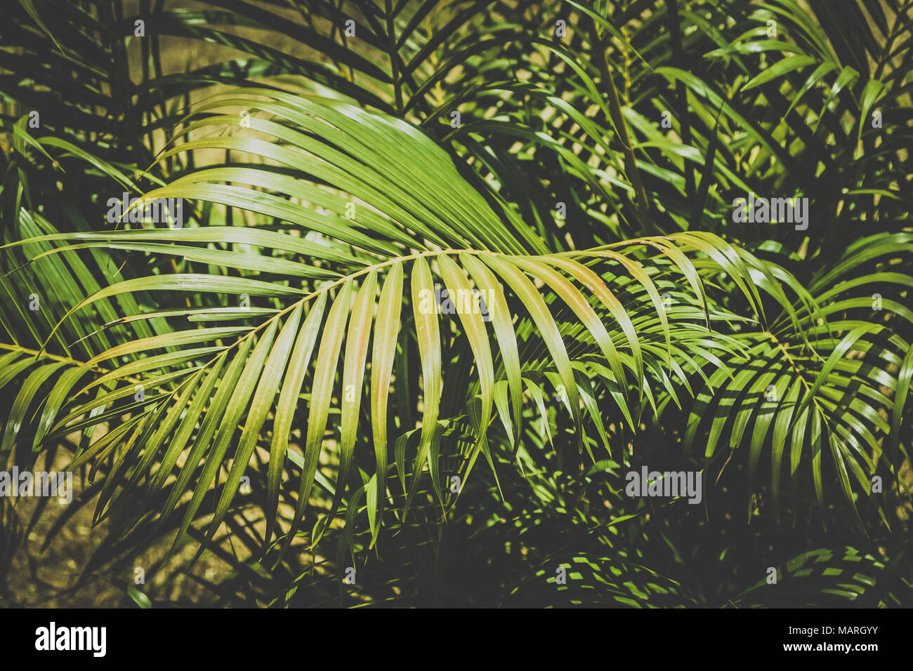 Palm Blätter closeup, tropischen Garten - Pflanzen Hintergrund Stockfoto