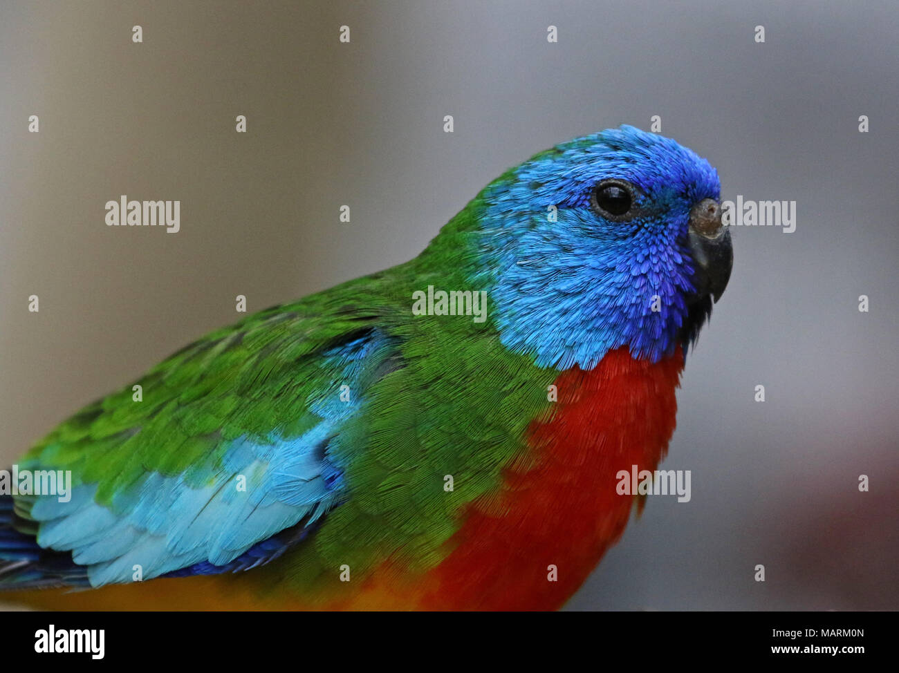 Eine Seitenansicht eines Scarlet-Chested Papagei (Neophema splendida). Stockfoto