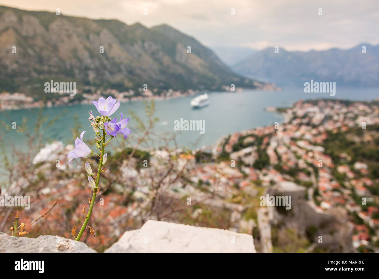 Blume wächst auf einem Steine mit einem Blick auf die Bucht von Kotor auf einem unscharfen Hintergrund, Montenegro Stockfoto