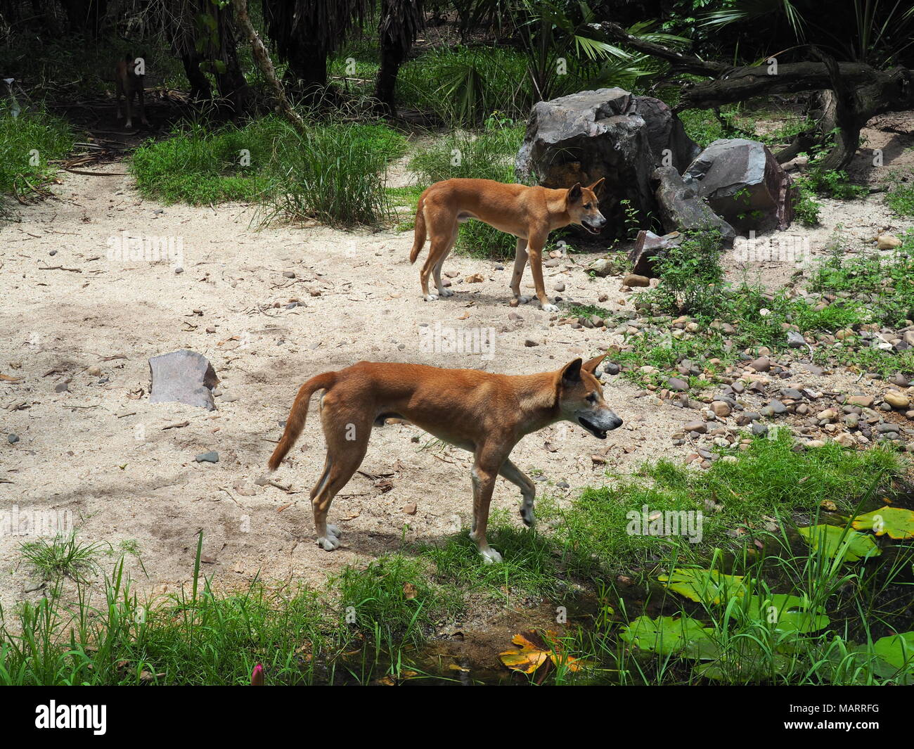 Junge reine-Blut Dingos an der Northern Territory Wildlife Park warten auf den Nachmittag. Sie lehnen aber Förster sagen, dass "gerade recht" Stockfoto