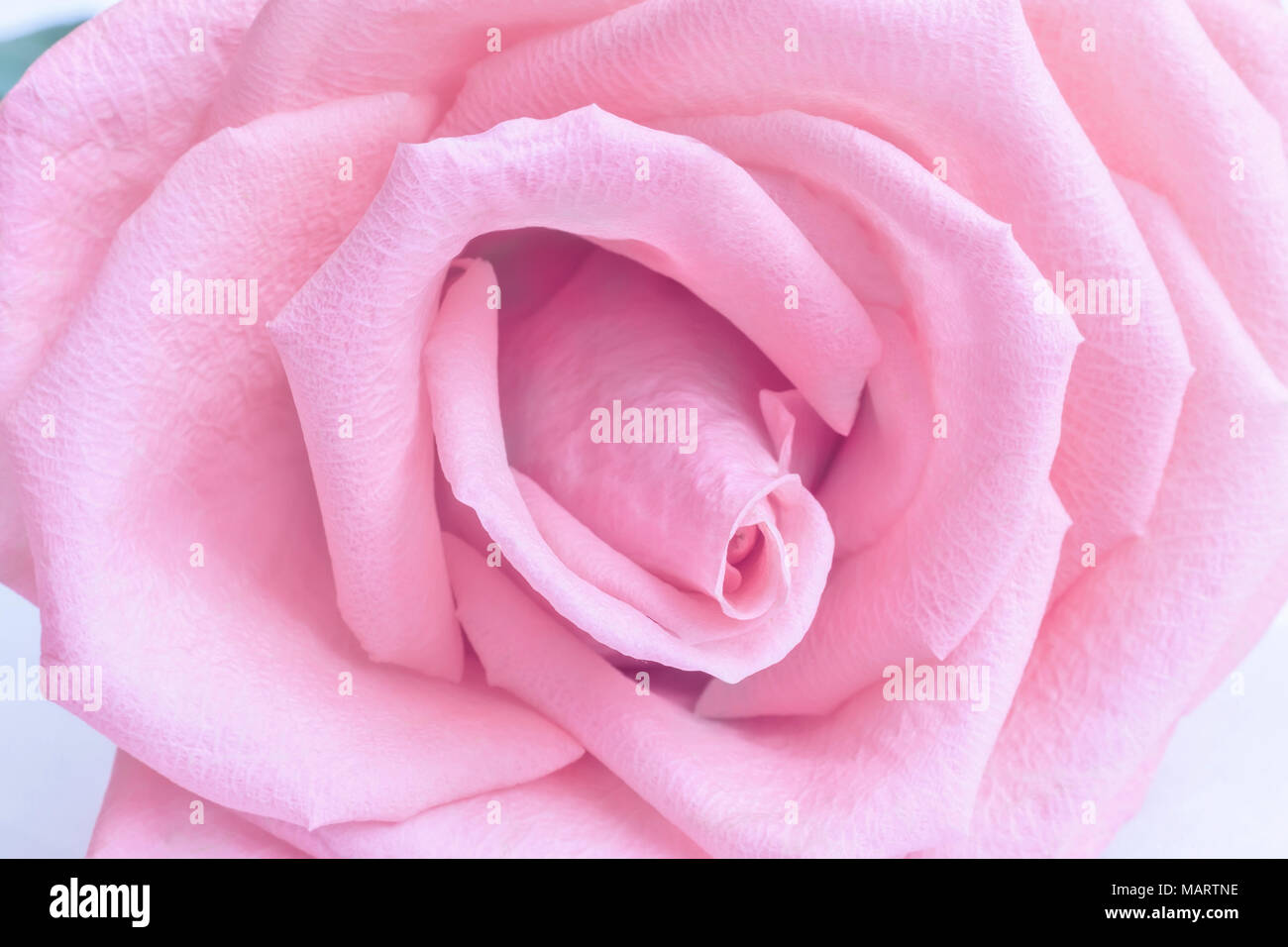 Die schönsten rote Rose. Nahaufnahme des Kerns einer Rose Stockfotografie -  Alamy