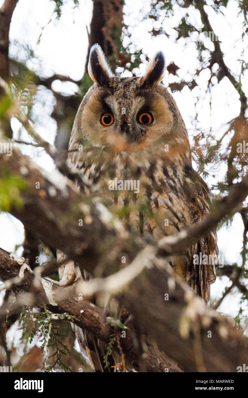 Eurasische Adler-Eule, Bubo bubo Stockfoto