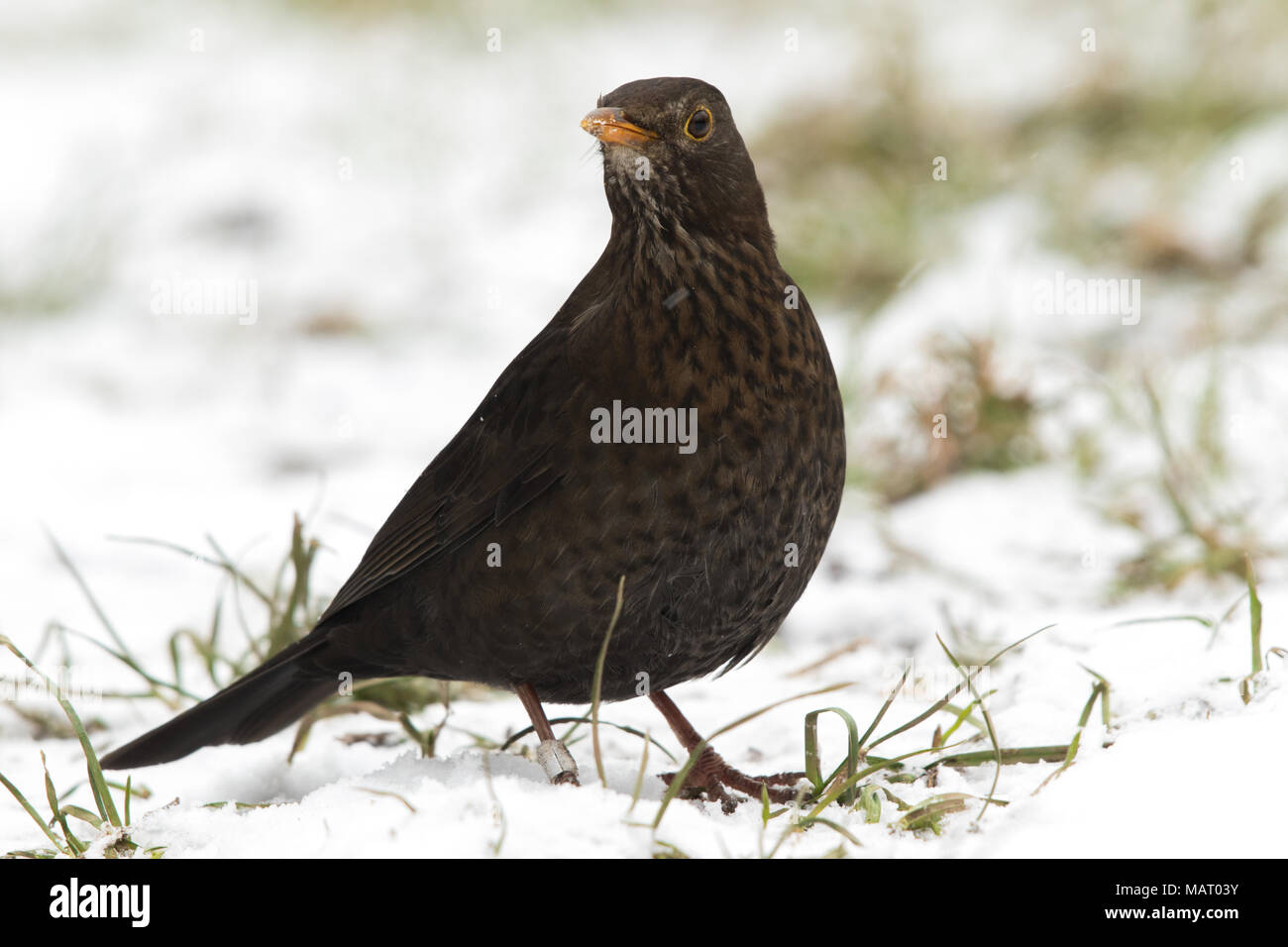 Erwachsene Frau eurasischen Amsel (Turdus merula) auf schneebedeckte Gras Stockfoto
