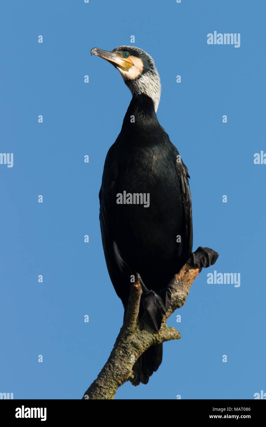 Kormoran (Phalacrocorax carbo) in der umwerbung Gefieder Stockfoto