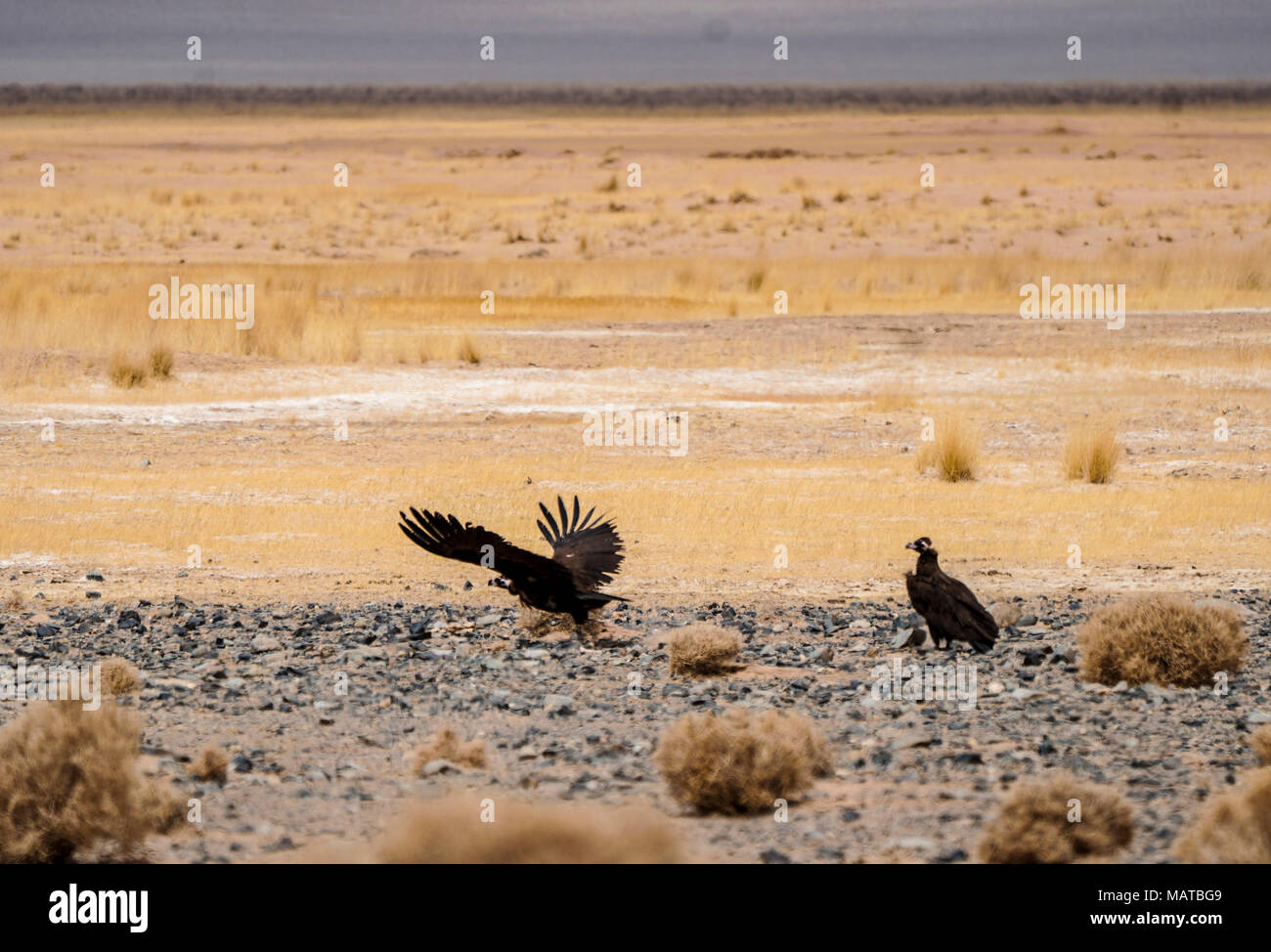 Ruoqiang. 2 Apr, 2018. Zwei Geier sind in der altun Bergen National Nature Reserve im Nordwesten Chinas Autonome Region Xinjiang Uygur, 2. April 2018 gesehen. Credit: Jiang Wenyao/Xinhua/Alamy leben Nachrichten Stockfoto