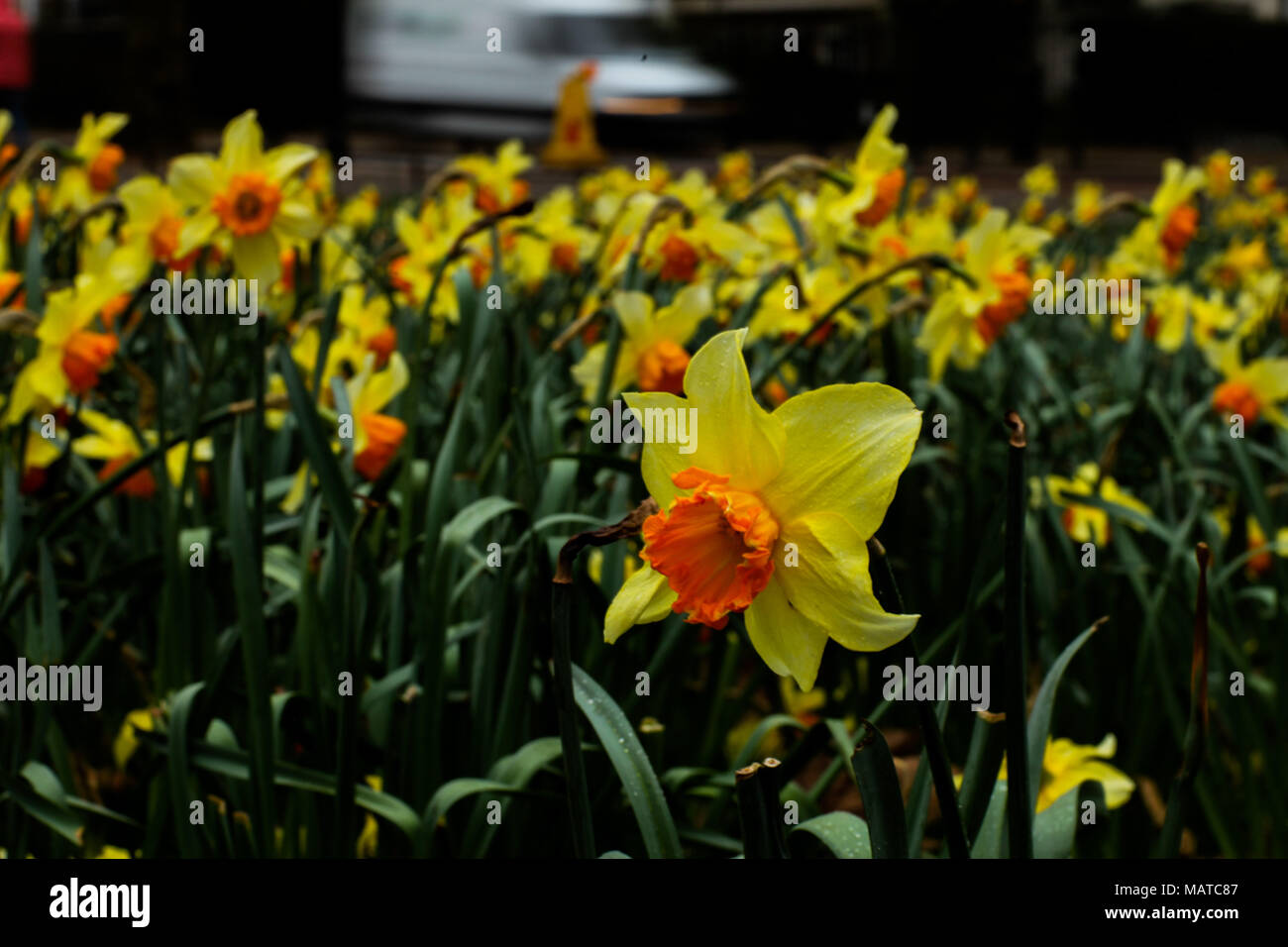 April 4, 2018 - Blumen blühen auf den Boden und auf die Bäume im Frühling in der Londoner St. James's Park entfernt. Enten, Gänse und Schwäne schwimmen in dem kleinen Fluss, während Eichhörnchen und mehrere Arten von Vögel auf den Bäumen des Parks leben. St James's Park ist zentral in London gelegen, in der Nähe von Buckingham Palace. London ist eine grüne Stadt, wie etwa 48 Prozent der britischen Hauptstadt Gastgeber Vegetation, Flüsse und Wasser. Die Stadt unterstützt viele Grünflächen und wertvolle Lebensräume für viele Pflanzen- und Tierarten und unterstützt somit eine große Menge an Biodiversität (Credit Bild: © Sha Stockfoto