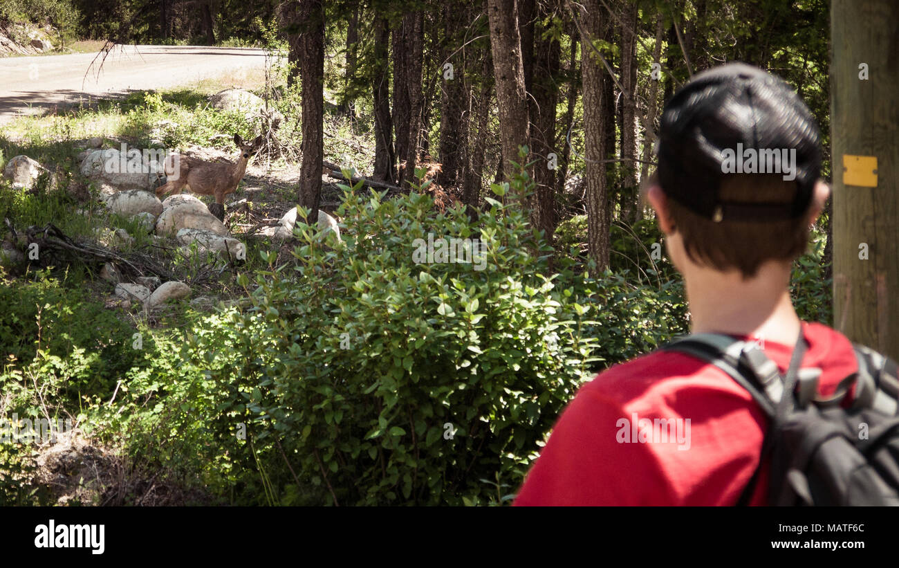 Eine weibliche Wanderer beobachten, einen Hirsch in der Nähe von Gold Bridge (BC, Kanada) Stockfoto