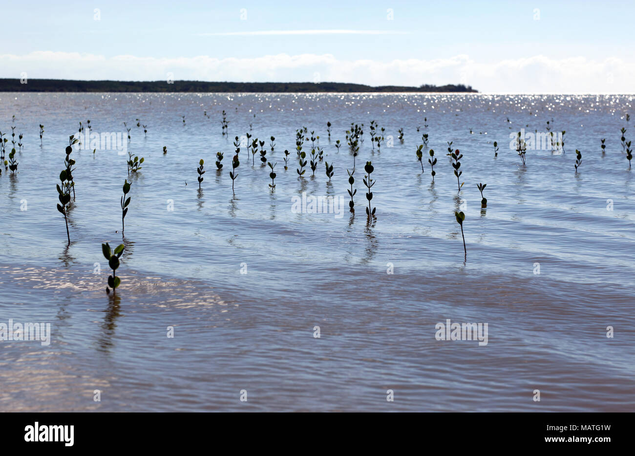 Blick auf die Coral Sea, von der Esplanade in Cairns, Queensland, Australien Stockfoto