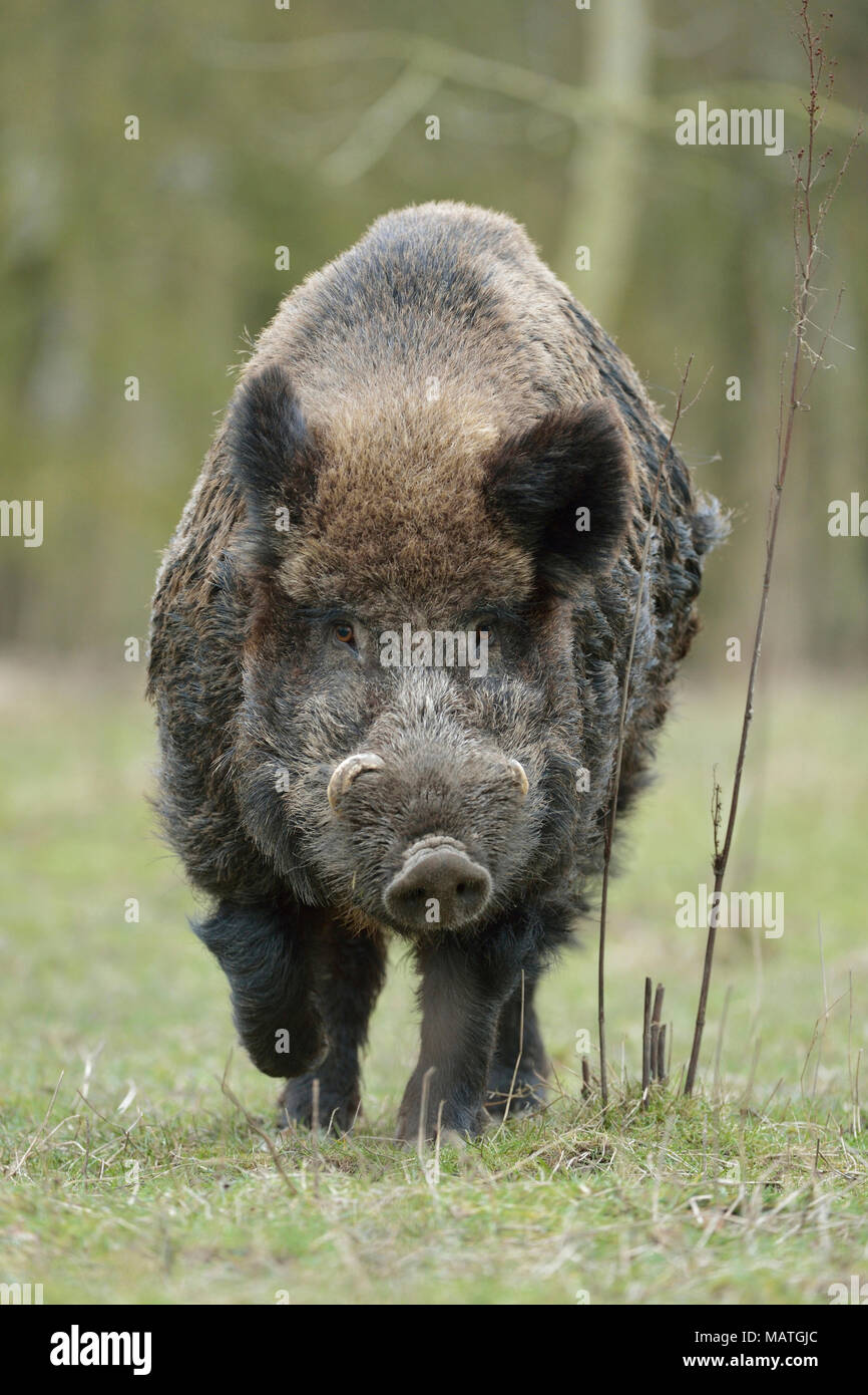 Keiler/Wildschwein (Sus scrofa), beeindruckend starke männliche, riesigen Stoßzähnen, aggressiv, laufen geradeaus in Richtung der Fotograf, frontal geschossen, Europ. Stockfoto