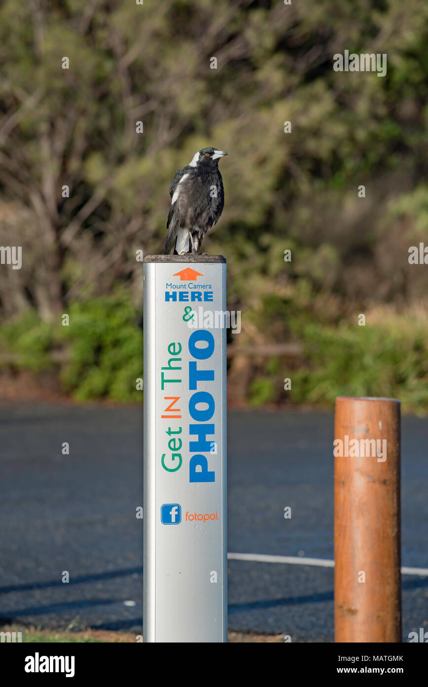 Eine australische Pied Magpie (Gymnorhina tibicen) stehen auf einem selfie Post in der Nähe von einem Aussichtspunkt bei Forster auf der NSW Mitte Nord Kosten für Australien Stockfoto