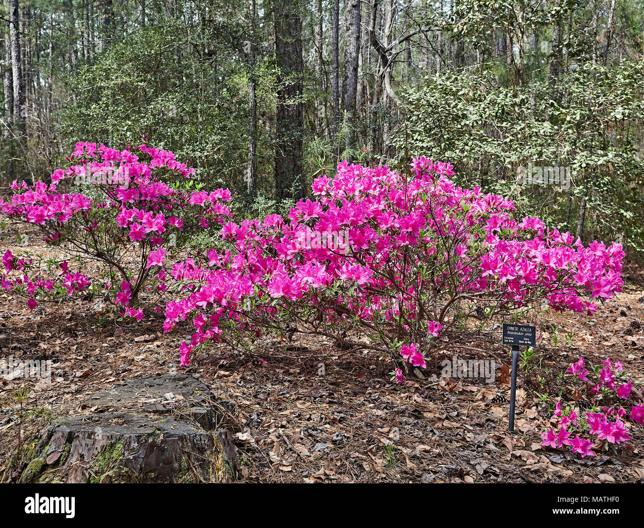Rhododendron simsii, Chinesisch Azalee, wachsenden und in voller Blüte oder blühende mit rosa Blumen oder blüht im Callaway Garten, Pine Mountain Georgia, USA. Stockfoto