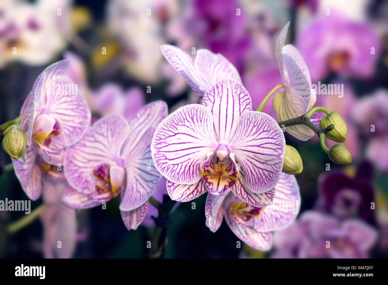 Phalaenopsis - Moth orchid Stockfoto