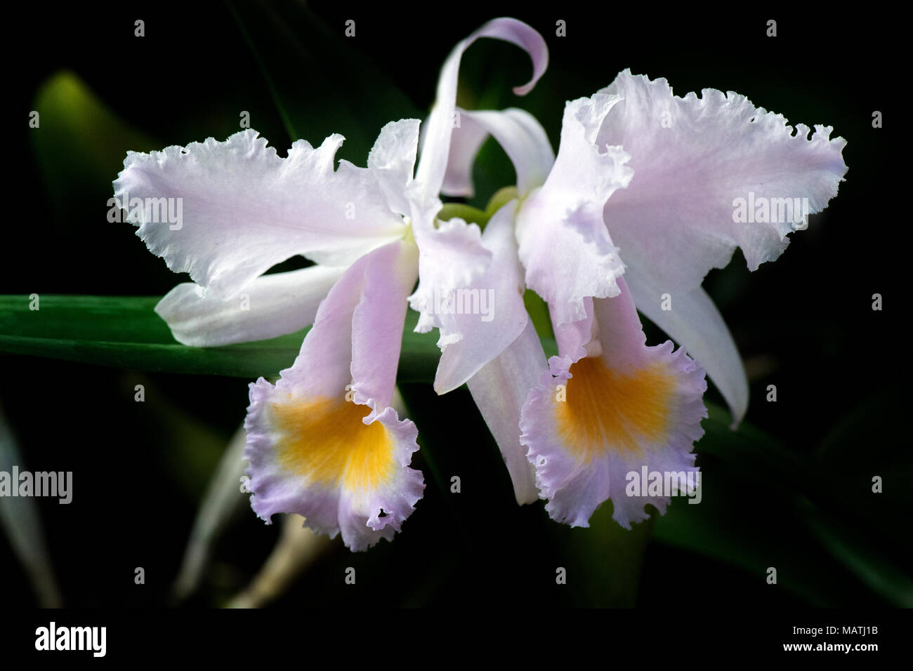 Eine elegante weiße Sobralia-Orchidee mit hellvioletten Blüten und einem gelben Zentrum, wunderschön in einer Nahaufnahme aufgenommen, Stockfoto