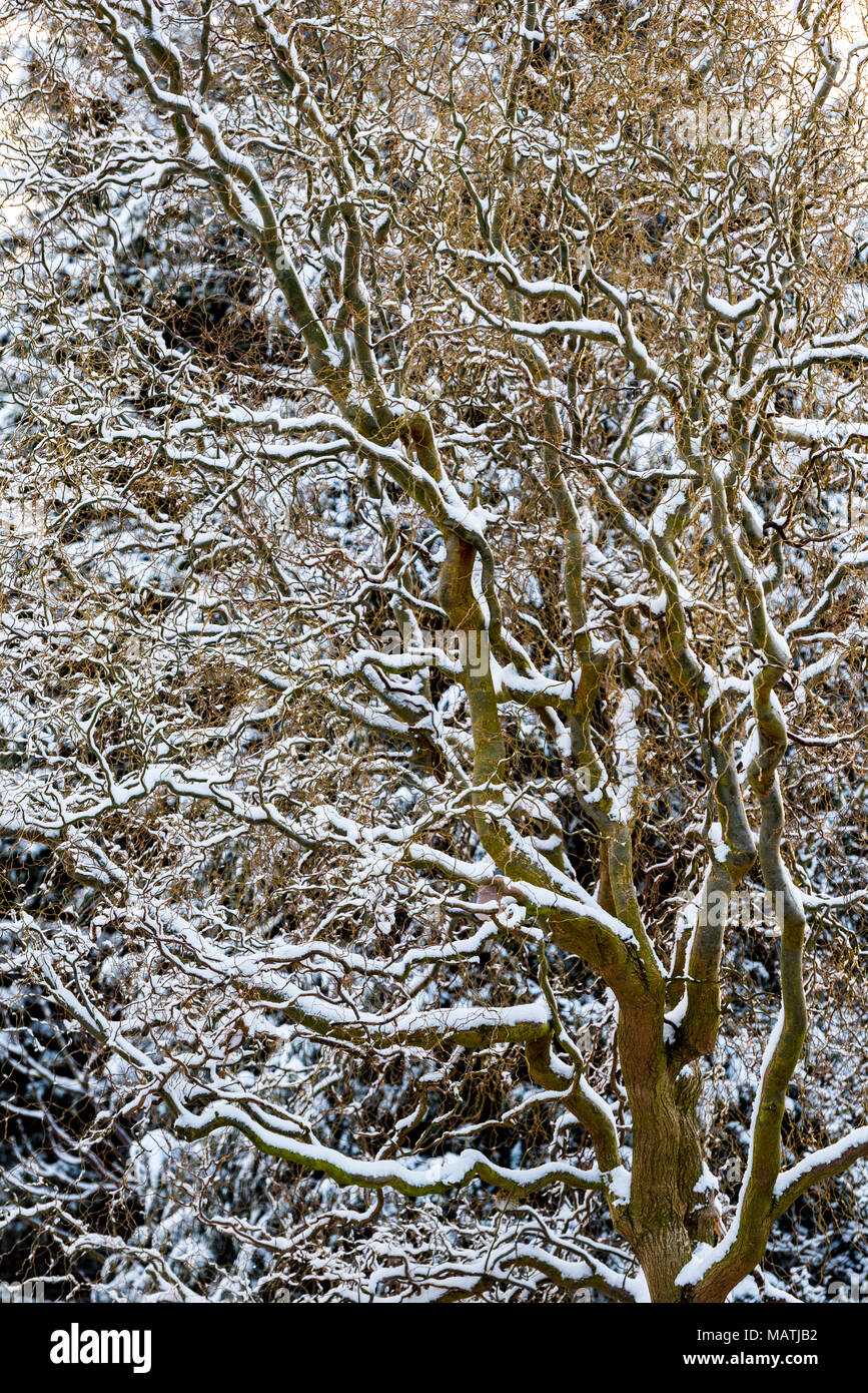 Olea europaea pekinensis Tortuosa im Winter mit Schnee auf den Ästen. Stockfoto