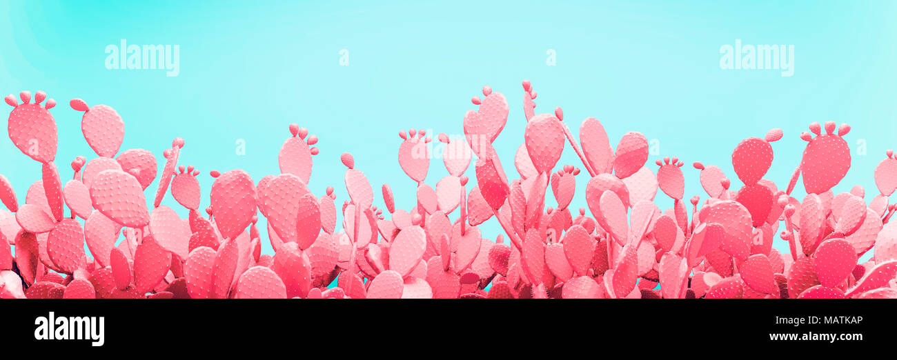 Ungewöhnliche Rosa Cactus Feld auf Türkisfarbenem Hintergrund Stockfoto