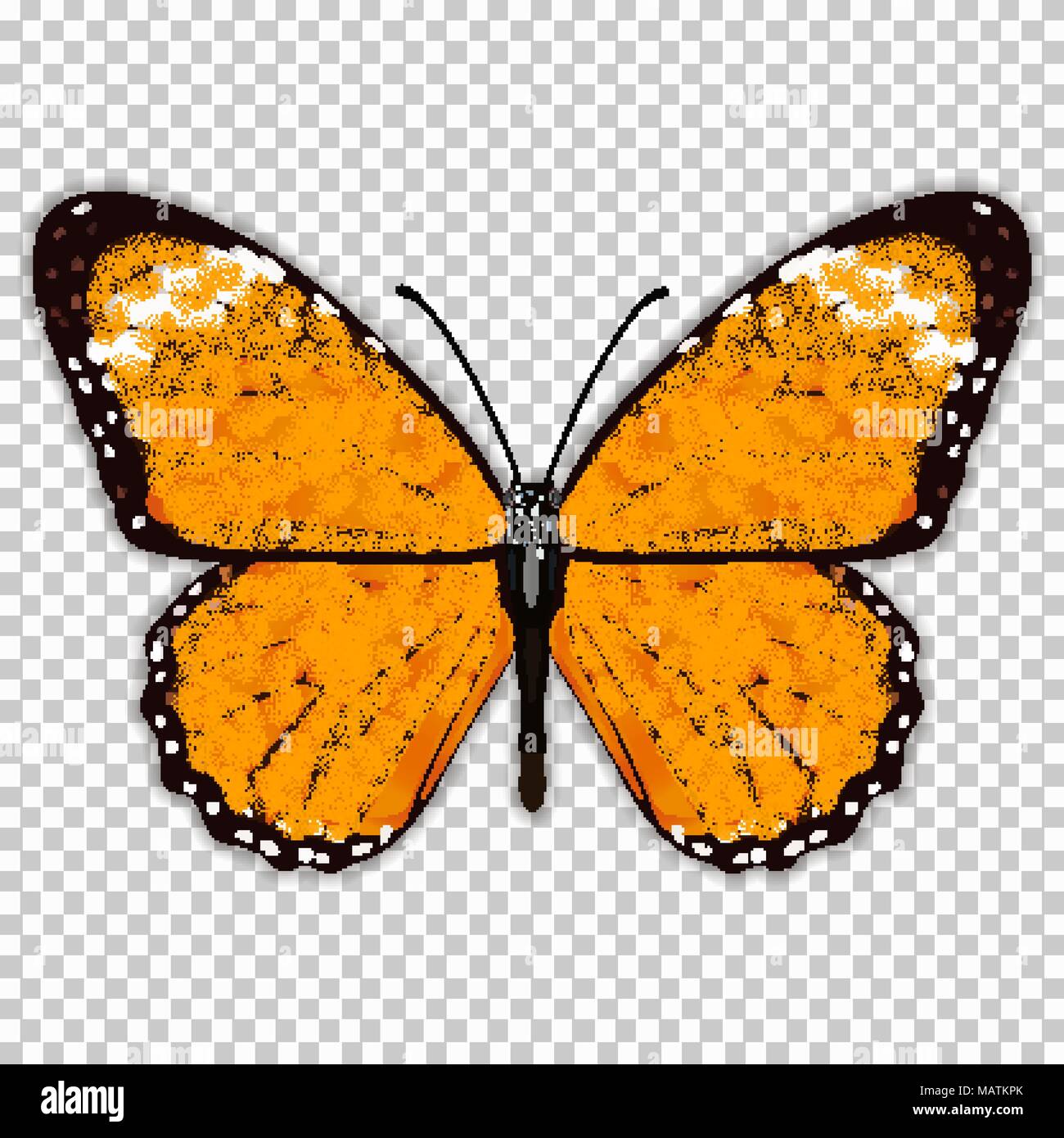 Schöner Schmetterling mit Orange Wings, Ansicht von oben, auf einem transparenten Hintergrund, Grafik Zeichnung. Vector Illustration Stock Vektor