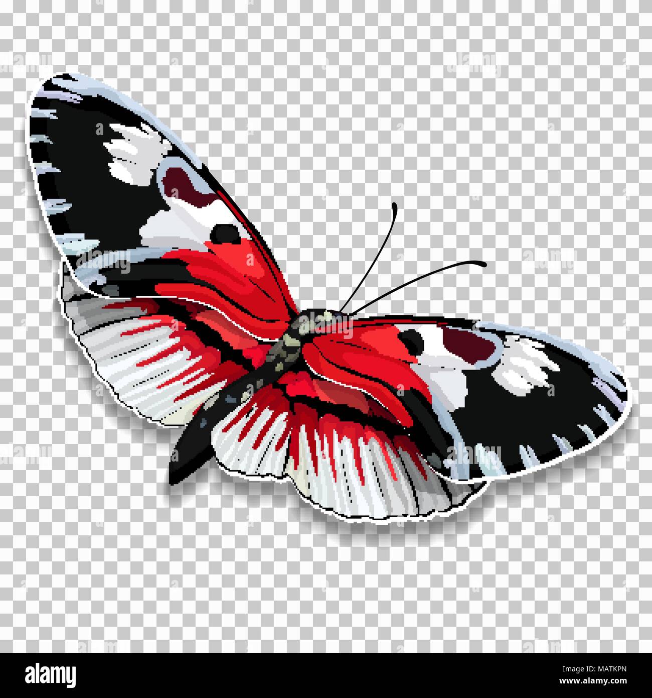 Schöner Schmetterling mit rot schwarz und weißen Flügeln auf einem transparenten Hintergrund, Grafik Zeichnung. Vector Illustration Stock Vektor