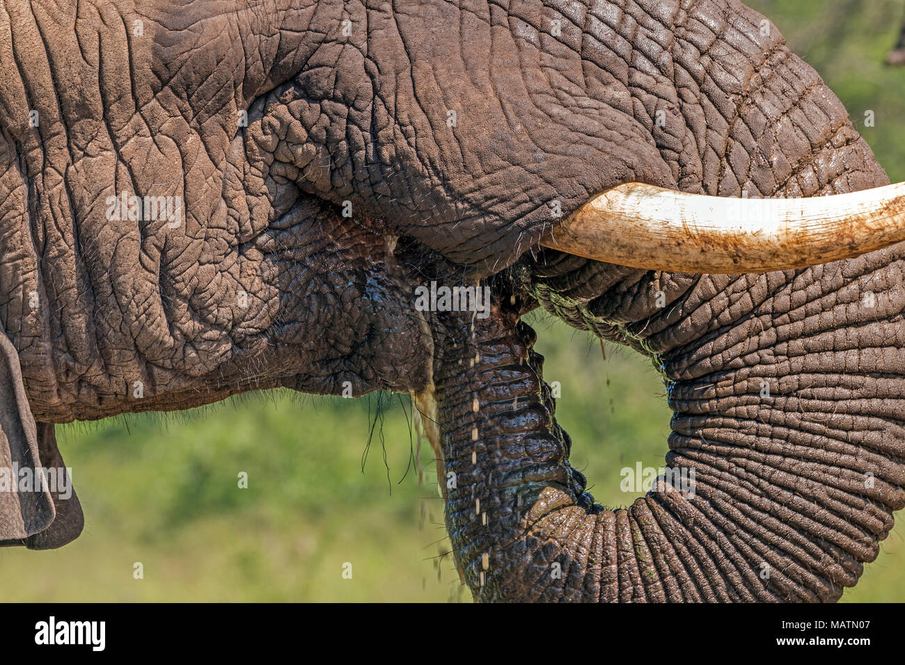Extreme close up Details von Kopf Gesicht Stoßzähne Ohren und St…