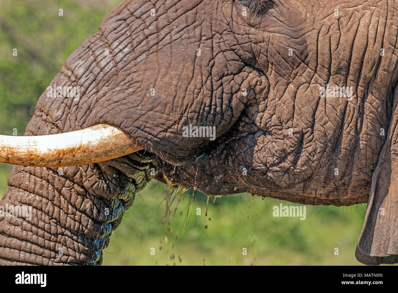 Extreme close up Details von Kopf Gesicht Stoßzähne Ohren und Stamm des Afrikanischen Elefanten Trinkwasser in Imfolozi-Hluhluwe Game Reserve in Zululand, Kwa N Stockfoto